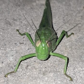 地面のバッタ
