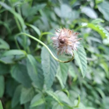枯れた草の花