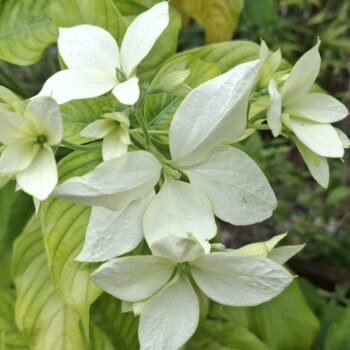 白いブーゲンビリアの花