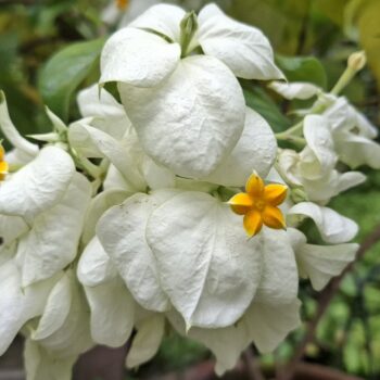 黄色い新芽を持つ白いブーゲンビリアの花