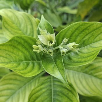 新しい花の結び目を持つ新緑の植物