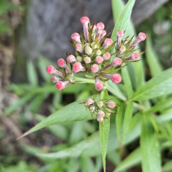 淡いピンクの花の結び目