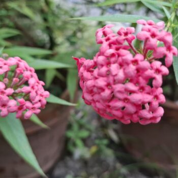 ピンクのサンタンの花