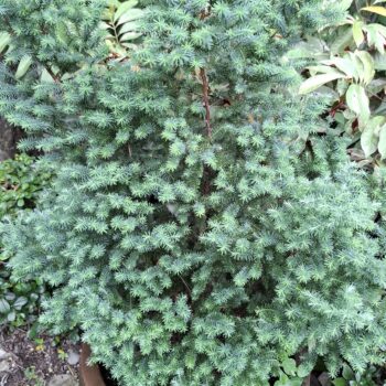 松のような小さな植物