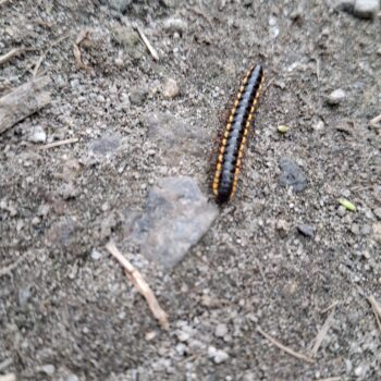 側面に黄色の点がある黒い毛虫