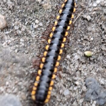 側面に黄色の点がある黒いキャタピラのクローズアップキャプチャ