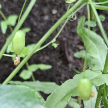 ミニ未知のメロン果実