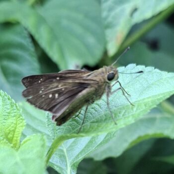葉の上に茶色の昆虫が飛ぶ