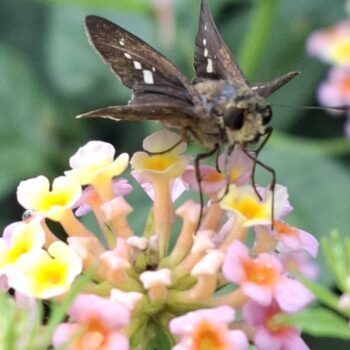 草の花の蜜をすする今の昆虫