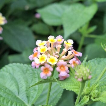 美しい草の花