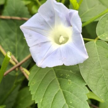 薄紫の鐘の花