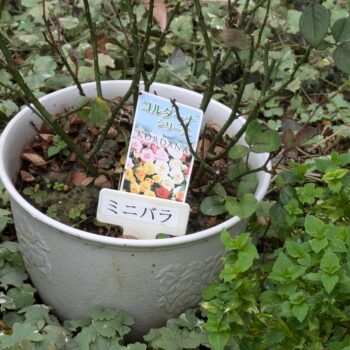 ミニバラの花壇