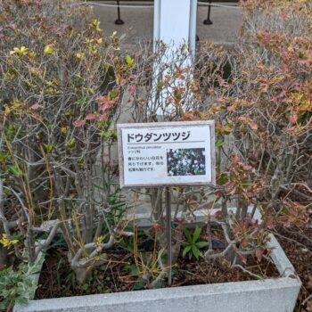 ドウダンツツジ