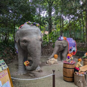 インドゾウの写真撮影場所