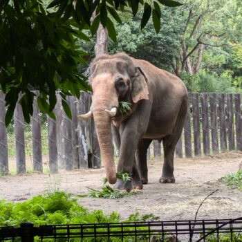 正面から撮影した大迫力のインドゾウ