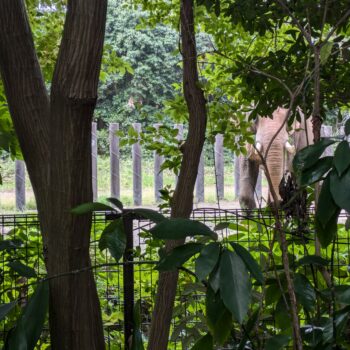 木影から見えるインドゾウ