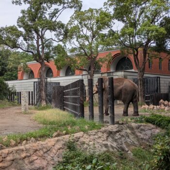 横から見たインドゾウ