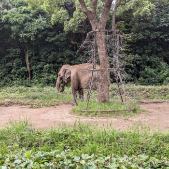 遠くから撮影したインドゾウ