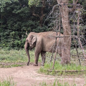 歩いているインドゾウ