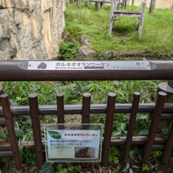 ボルネオオラウータンのプレート