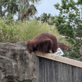 何かを見ているボルネオオラウータン