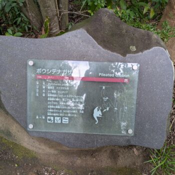 ボウシテナガザルの説明プレート