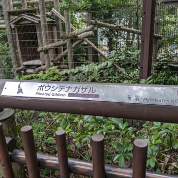ボウシテナガザルのプレート