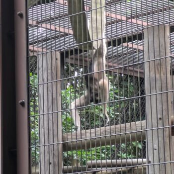 檻の中にいるボウシテナガザル