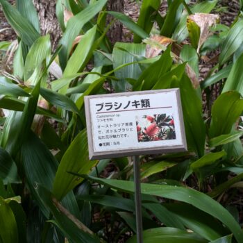 ブラシノキ類