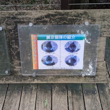 フランソワルトンの個体紹介