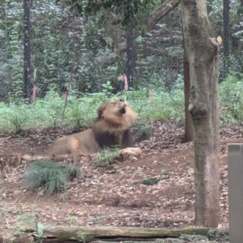 吠えるインドライオン