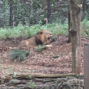 怒っていそうなインドライオン