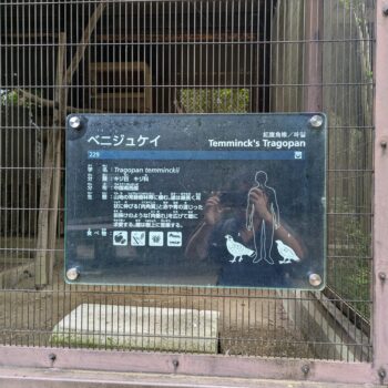 ベニジュケイの説明プレート