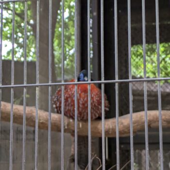 正面から撮影したベニジュケイ