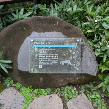 アムールヒョウの説明プレート