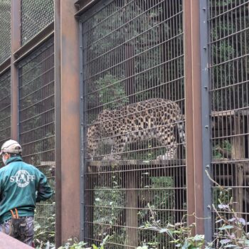 エサを食べているアムールヒョウ