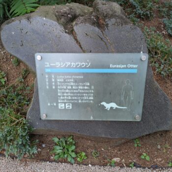 ユーラシアカワウソの説明プレート