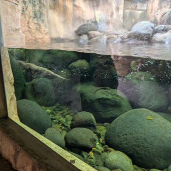 端のほうで泳いでいるユーラシアカワウソ