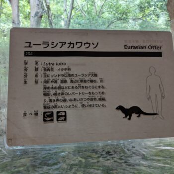 ユーラシアカワウソの説明プレート
