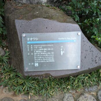 オオワシの説明プレート