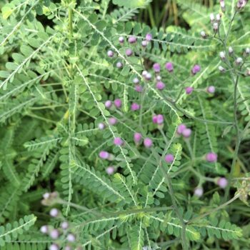 紫色の花を持つ植物