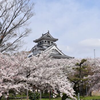 長浜城と桜