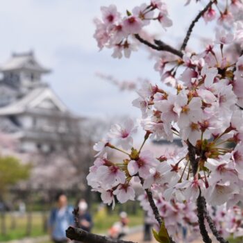 桜のバックに長浜城