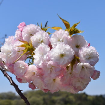 牡丹桜