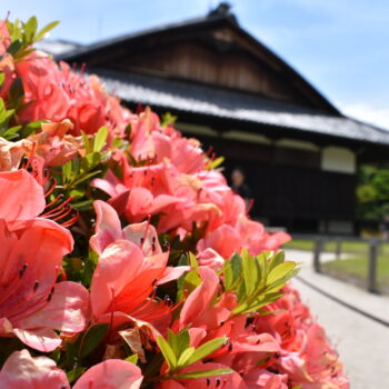 生垣の花の向こうには二条城