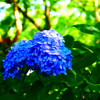 紫陽花1