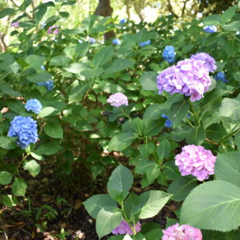 紫陽花2